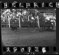 Woody Bell Calf Roping