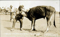 Fred Stone Bulldogging, Cheyenne, Wyoming.