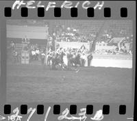 Barry Burke Steer Wrestle