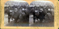 9120- Troop K, 10th U.S. Cavalry, Camp Chickamanga, GA, U.S.A.