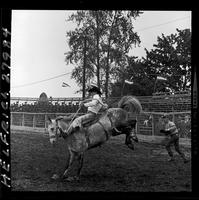 Shawn Davis on Rodeo Pete