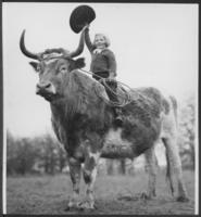 Pendleton Round-Up 1938, Jodo the placid ox, seven-year old Marjorie Foster