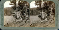A primitive camp--Elk hunters in N.W. Wyoming, U.S.A.
