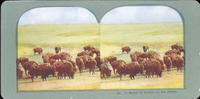 A Bunch of Buffalo on the Plains