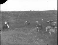Dairy herd grazing near waterhole