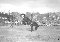 [Unidentified cowboy on saddle bronc with chutes and trees behind]