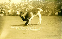 Frank McCarroll Bulldogging, Round-Up, Pendleton, Ore.