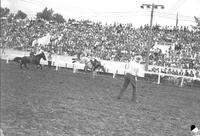 [Unidentified cowboy falling from saddle bronc in front of large grandstand as a judge looks on]