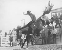 [Cowboy riding a bareback bronc]