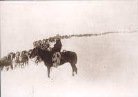 Cattle Herding [Cowboy herding cattle in the snow]