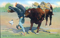 "Sharkey" the Famous Bucking Bull