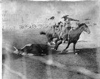 Mexican tailing steers at Chicago Rodeo, Soldiers Field. Worlds Fair Rodeo, September 1933