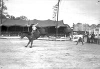 [Unidentified cowboy riding bareback bronc in front of tent-shaded bleechers]