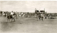 [Unidentified cowboy riding wild steer as three horsemen look on]