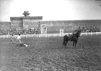 [Calf roping at possibly McAlester Prison Rodeo]