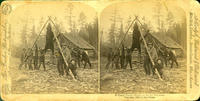 A Camp Scene--Hanging Up the Big Bear