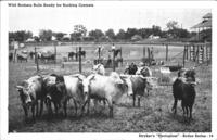 Wild Brahma Bulls Ready for Bucking Contests