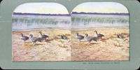 Wild Geese Resting on Shore