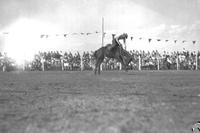 [Unidentified cowboy on saddle bronc]