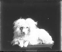 [Carte de Visite single portrait of a dog lying on a table]