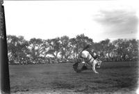 [Unidentified saddle bronc rider bucked from horse]
