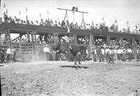 [Unidentified cowboy bareback riding as cowboys look on near chutes]