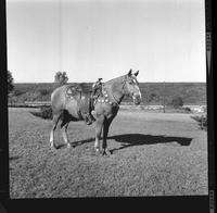 [Junior Eskew's saddled horse]