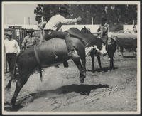 C. E. Shirey riding "Pretty Boy" of the Dee Cooper String Monrovia, Calif., 1958
