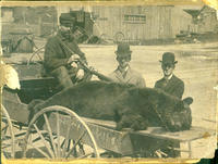 [Hunters with gun and dead bear in wagon]