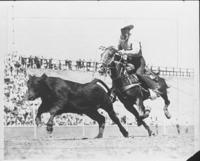 Unidentified cowboy calf roping