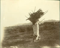 Pima Squaw, April 1902 [Carrying firewood in a burden basket]