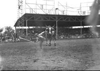 [Unidentified cowboy off Brahma Bull]