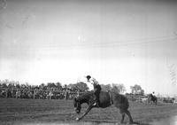 [Unidentified cowboy riding bareback bronc]