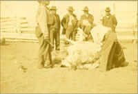 [Group of Indian men surrounding and butchering cattle]
