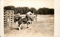 [Unidentified cowboy with "HARR" on chaps riding steer]