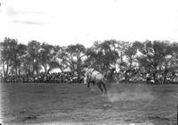 [Unidentified cowboy bucked from horse]