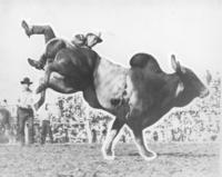 [Cowboy falling from Brahma Bull]