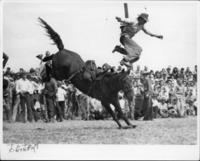 [Cowboy in Mid-Air above Saddle bronc]
