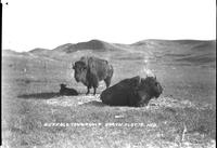 Buffalo, Cow + Calf North Platte Neb