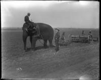 101 Ranch, Elephant pulls plow