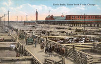 Cattle Stalls, Union Stock Yards, Chicago