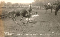 Yakima Canutt Steer Bull-dogging, Round Up
