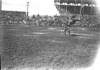 [Unidentified cowboy off saddle bronc]