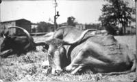 Steer, Long Horn.  Miller Bros. circa 1910