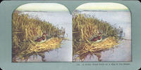 A Drake Wood Duck on a Bog in the Marsh