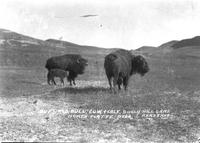 Buffalo Bull, Cow + Calf, Sully Hill Game Preserve  North Platte, Nebr.