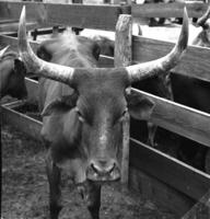 Texas Long Horn Steers