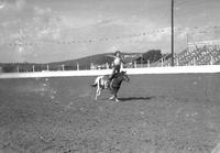 [Unidentified little girl doing hippodrome stand on galloping pony in arena]