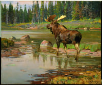 Wyoming Moose, Wind River
