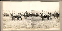 [Cowboy saddling steer for rodeo]